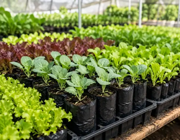 Bolsas para semilleros utilizadas en la producción de plántulas de hortalizas